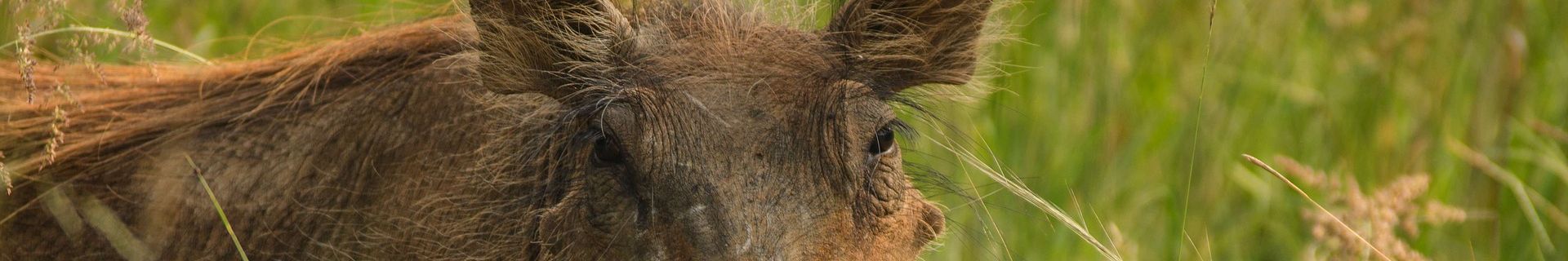 Common Warthog close up