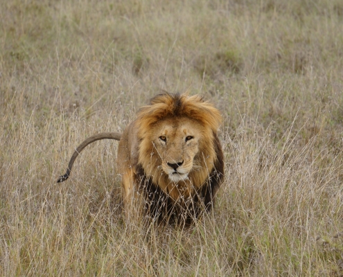 Male Lion during dry season in Tanzania