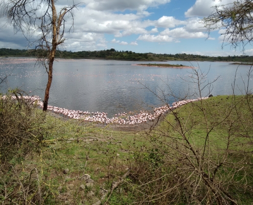Flamingos Momella Lake Arusha National Park