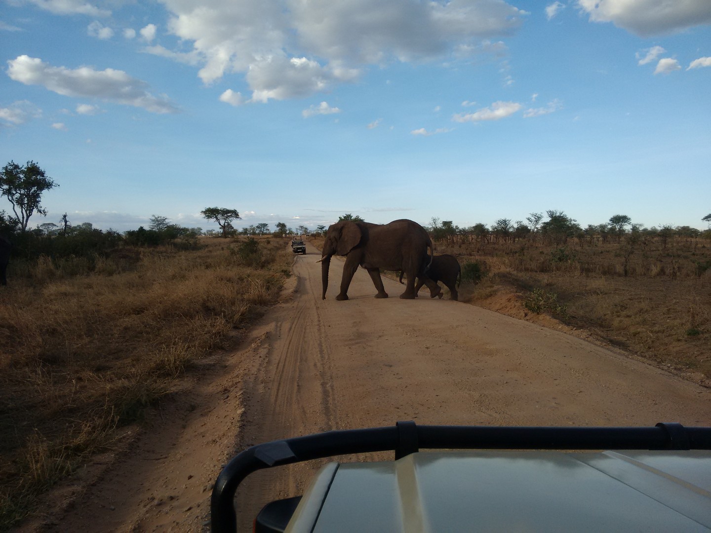 Elephants have right of way