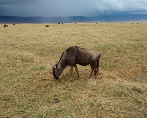 Wildebeest grazing Ngorongoro Caldera