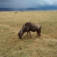 Wildebeest grazing Ngorongoro Caldera