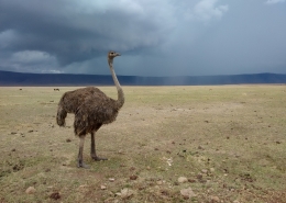 Ostrich on the Ngorongoro Caldera floor