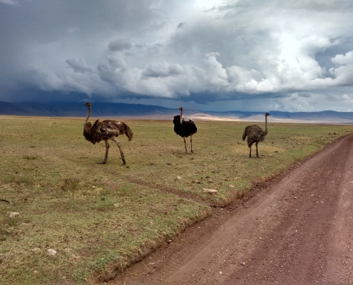 Ngorongoro Crater Ostrich
