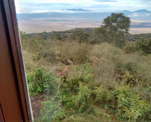 View from Sopa Lodge Room into Ngorongoro Crater with zebra and antilope