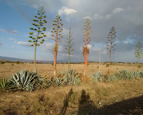 Tanzania Sisal plant