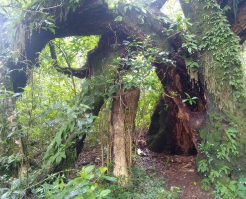 Big Trees in the Rain Forest of Arusha National Park