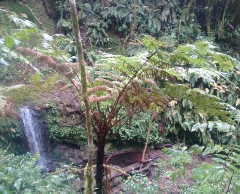 Udzungwa Mountains small stream