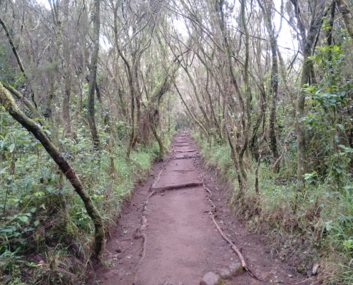 Well maintained hiking trail (Marangu Route)