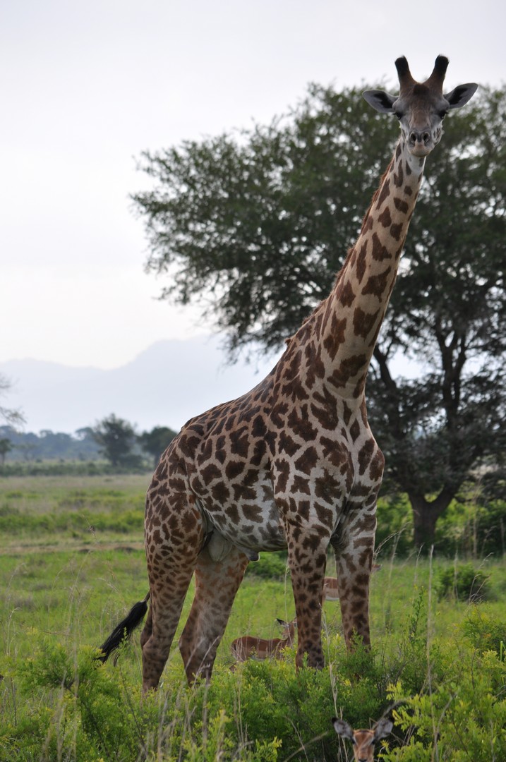 Giraffe Tanzania