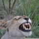 Lioness in Tanzania close-up