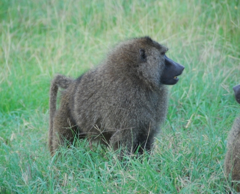 Baboon Tanzania National Park Safari