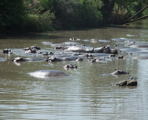 Hippopotamus Lake Tanzania