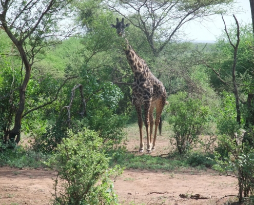 Giraffe in an Acacia Forest