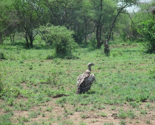 Vulture in Tanzanian National Park