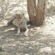 Cheetah, Selous Game Reserve Tanzania
