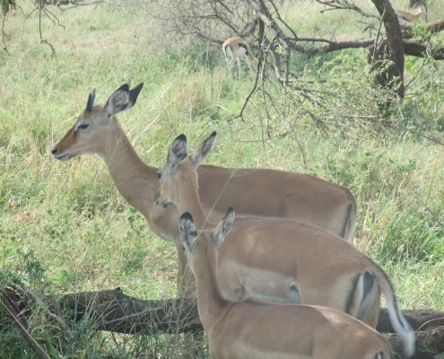Serengeti Antilopen