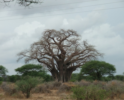 Tarangire National Park ancient Baobab Tree