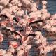 Flamingos Lake Natron Safari