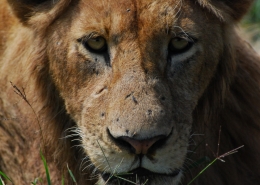 Tanzanian Lion with scars close-up picture