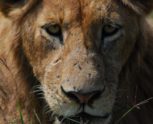 Tanzanian Lion with scars close-up picture