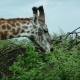 Giraffe feeding on a tree inside the Serengeti