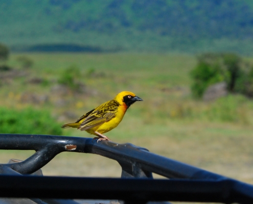 Bird Safari Truck Tansania