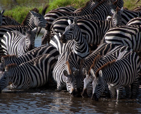 Zebras crossing the Mara River in the Serengeti