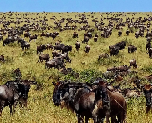 The Great Migration on the Serengeti plains