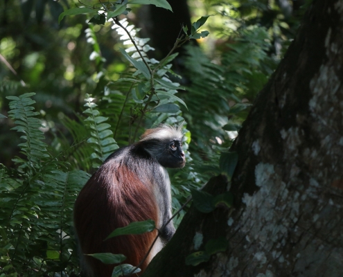 Monkey in Jozani Forest, Zanzibar