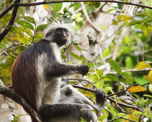 Jozani Forest Colobus Monkey Safari in Zanzibar