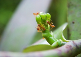 Zanzibar Spice Tour, spice plant with ants