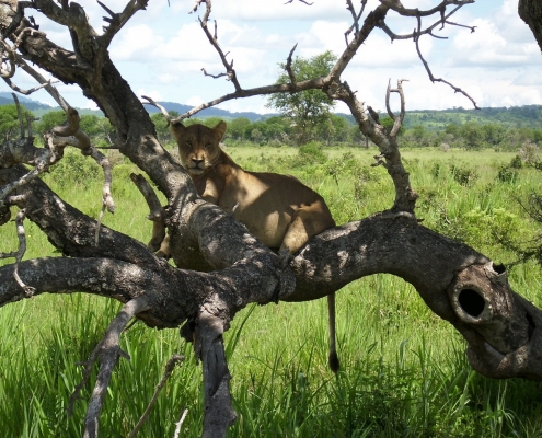 Lake Manyara Lion Tree