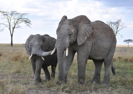 Elephant Loxodonta africana Tanzania