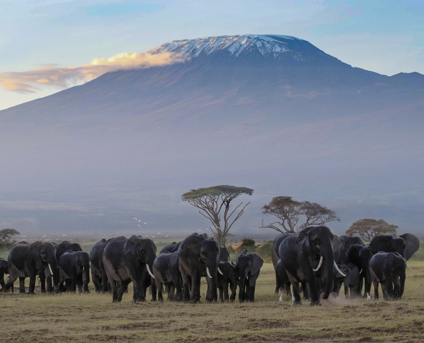 Elephants with Kilimanjaro in background