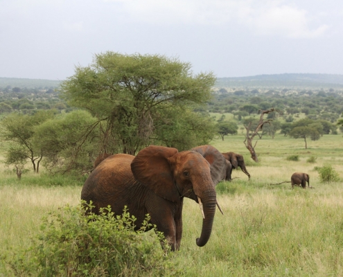 Elephants during rainy season Tanzania