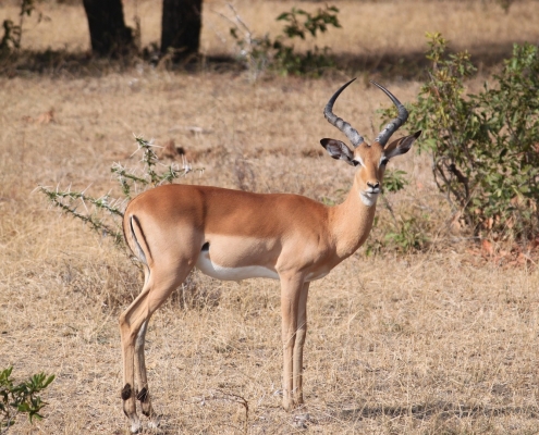 Antilopes in Tanzania