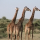Giraffes National Park Tanzania