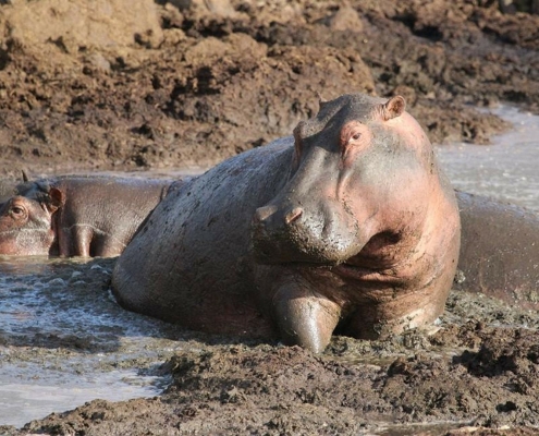 Hippo National Park Tanzania