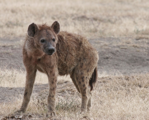 Hyena in Tanzania