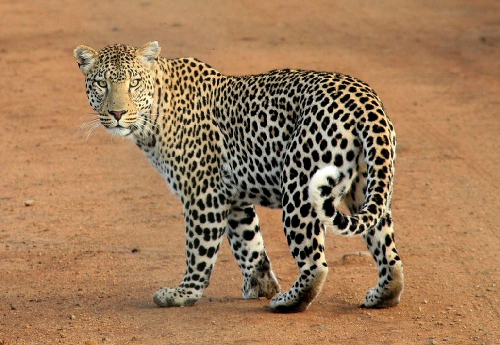 Leopard Panthera pardus Tanzania