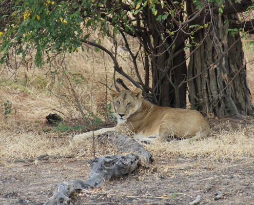 Lioness resting under a Tree