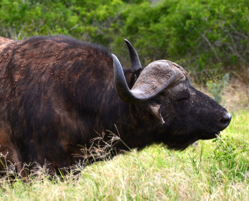 The most dangerous out of the Big Five in Tanzania: The African Buffalo