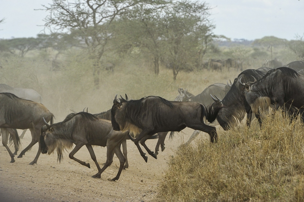 Serengeti National Park - Tanzania Experts