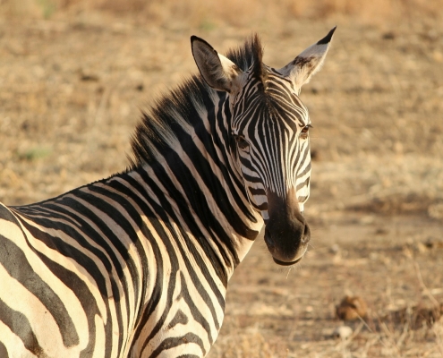Zebra Serengeti