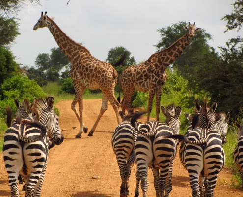 Zebras and Giraffes blocking the road on a Safari in Tanzania