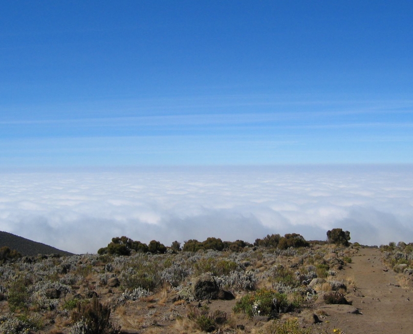 Kilimanjaro moorland