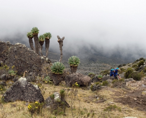 Mount Kilimanjaro Nature, Lobelia Plants