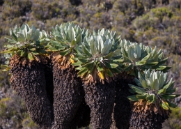 Unique Kilimanjaro flora (Lobelia deckenii)