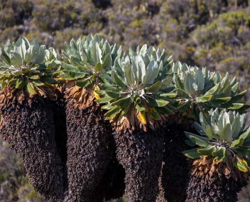 Unique Kilimanjaro flora (Lobelia deckenii)